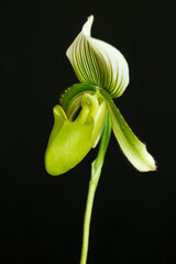 macro shot of an blossom white orchid flower (Phalaenopsis) with black backgroundwhite orchid flower (Phalaenopsis)
