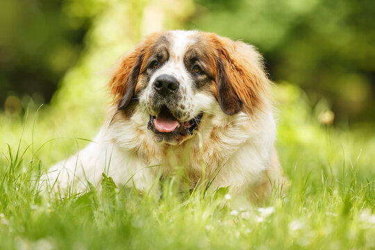 female Moscow Watchdog beautiful dog similar to Bernardine