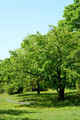 Fototapeta na wymiar Spring park, young foliage trees