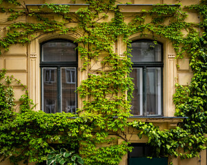Plants growing on facade of an old yellow house