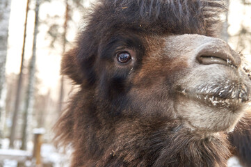 camel in winter. nursery for various animals