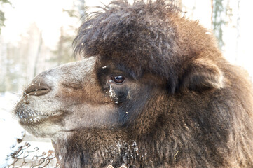 camel in winter. nursery for various animals