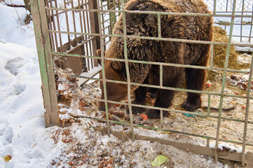 bear in a cage. nursery for various animals