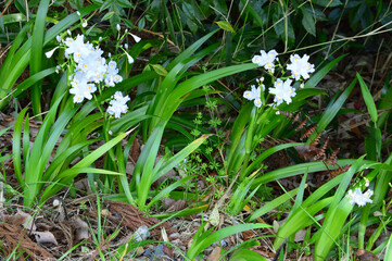 Fototapeta premium Spring park, the name of the flower is Shaga (Iris japonica)