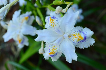 Spring park, the name of the flower is Shaga (Iris japonica)