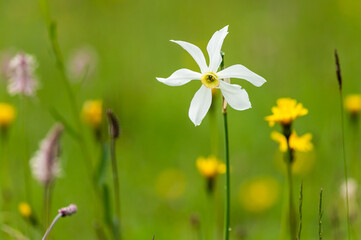 Flowering narcissus growing in a meadow in summer