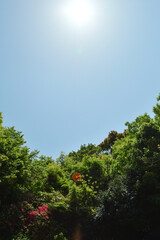 Spring park, young leaves and blue sky