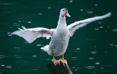 White duck spread its wet wings as wide it can in the rain, standing a pole in the pond, motion blur wingspan,