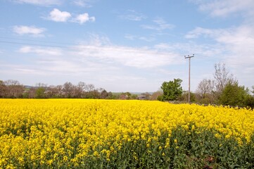 Canola crops in the English countryside.