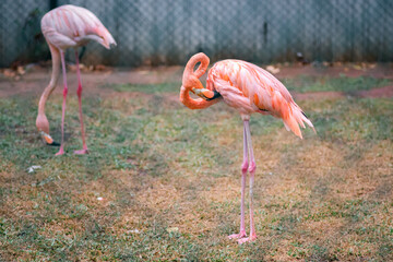 Greater Flamingo long neck beak Cleans his feathers in birds park, Hambantota.