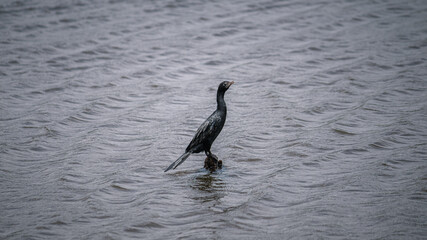 Cormorant bird perched and resting a wooden pole in the lake, gloomy weather.