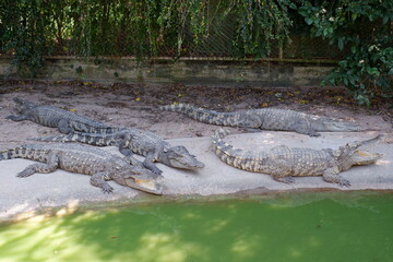 Crocodile group in farm are breeding and sleeping