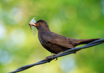 Common blackbird, Turdus merula. The male sits on the electric cable, it holds in its beak a dragonfly, will feed their chicks