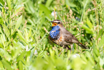 Bluethroat, Luscinia svecica. The male sings, sitting on the ground in the midst of grass, wildflowers and other plants