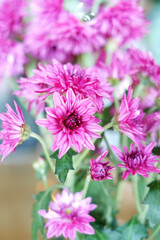 Flora pink flower color is blooming