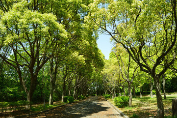 Spring park in the green
