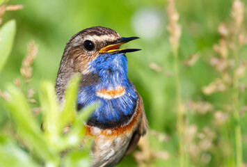 Bluethroat, Luscinia svecica. Close-up of a bird. The male sings, sitting on the ground in the midst of grass, wildflowers and other plants