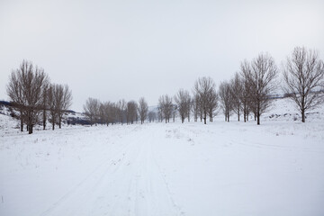 Obraz premium Row of trees in the winter . Snowy country road 