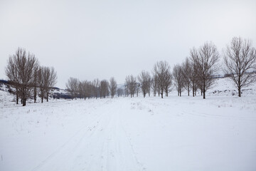 Row of trees in the winter . Snowy country road 