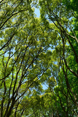 Spring park, daytime