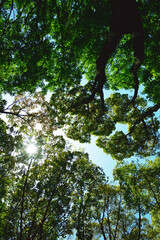 Looking up at the trees, the blue sky and the sun