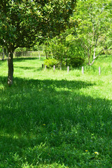 Spring park, daytime