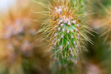 macro closeup shot of a garden green cactus plant and its spines can grow under harsh conditions without less water and more sun.