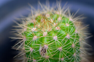 Golden Barrel Cactus plant in a pot and its spines close up macro photo, beautiful garden plant which requires less water and more sun.