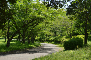 Obraz premium Spring park, walking path in the morning light