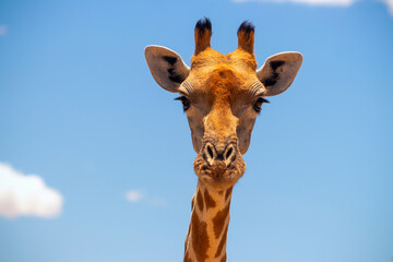 Fototapeta premium Wild african life. A large common South African giraffe on the summer blue sky.