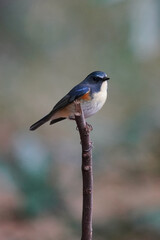 red flanked blue tail on th perch