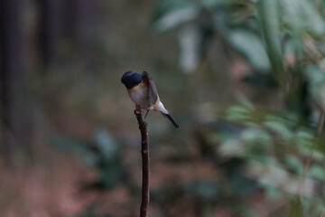 red flanked blue tail on th perch