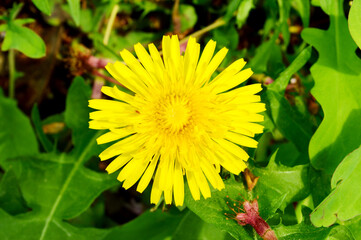 dandelion
