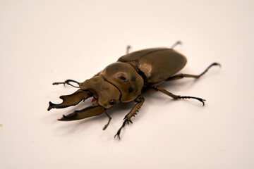 オウゴンオニクワガタ