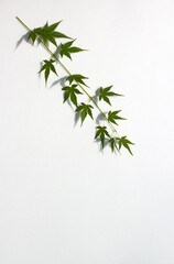 Fresh Green Maple isolated white background.