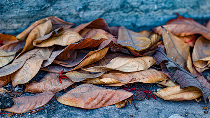 Fallen Leaves of Guava Tree 