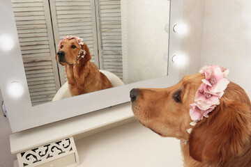 Golden retriever dog with headdress