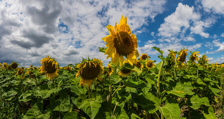 many sunflowers on a field with clouds panorama
