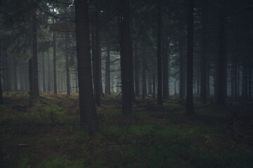 niebezpieczny, ciemny las © Kamil_k2p