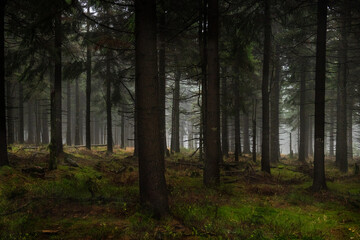 tajemniczy ciemny las. horror