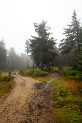 rozwidlenie dróg w lesie. mglisty, deszczowy poranek, Karkonosze, Polska