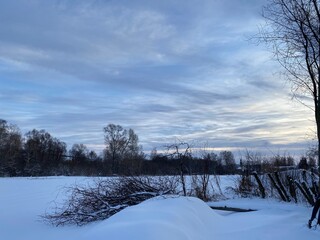 snow covered trees