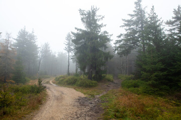 Fototapeta na wymiar rozwidlenie dróg w lesie. mglisty, deszczowy poranek, Karkonosze, Polska