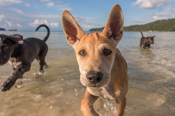 Two month old puppies playing at the beach