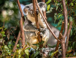 Koala in a tree in a Sanctuary on the Gold Coast, Queensland