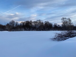 snow covered trees