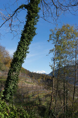 Picturesque mountain landscape in Naturns in South Tyrol in autumn, in the background the snow-covered mountains, blue sky with clouds, no people
