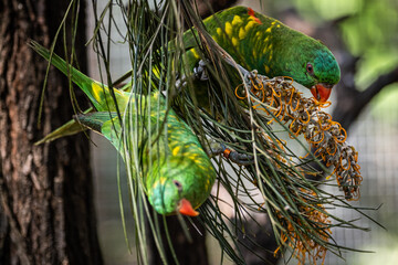 Scaly-breasted Lorikeets in a tree 