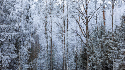 Trees covered by hoar frost