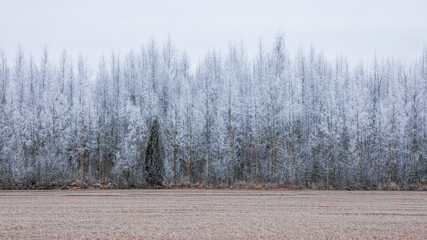 Trees covered by hoar frost